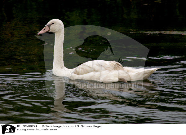 young swimming mute swan / SS-00224
