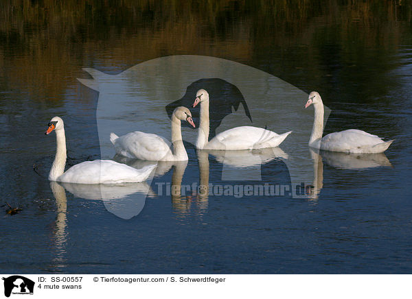 4 mute swans / SS-00557