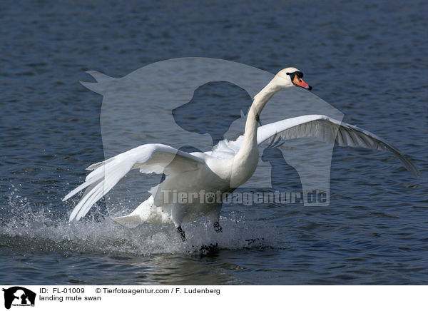 landender Hckerschwan / landing mute swan / FL-01009
