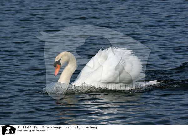 swimming mute swan / FL-01019