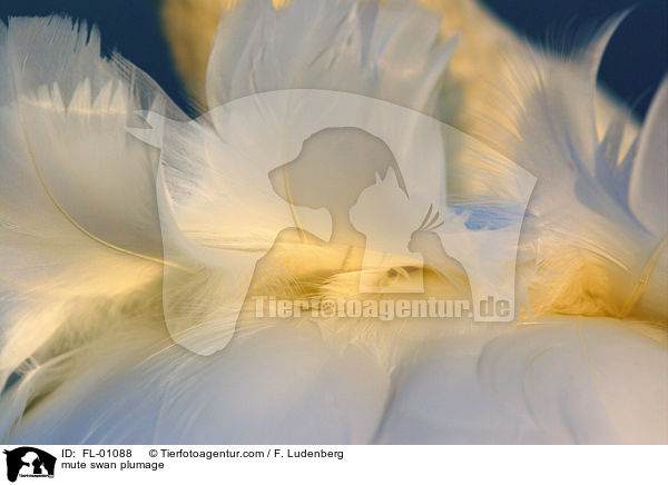 mute swan plumage / FL-01088