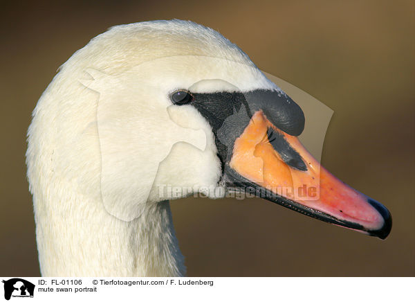 mute swan portrait / FL-01106