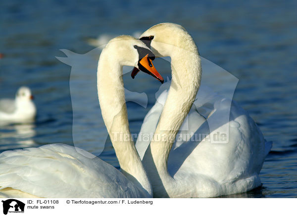 mute swans / FL-01108