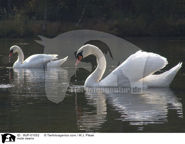 Hckerschwne / mute swans / WJP-01052