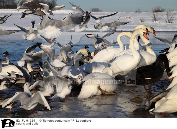 swans and gulls / FL-01525