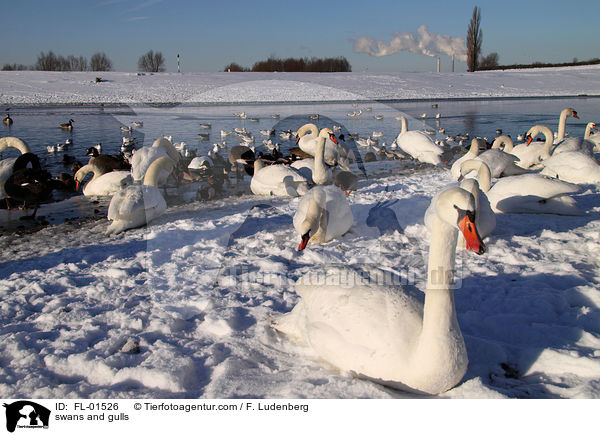 swans and gulls / FL-01526
