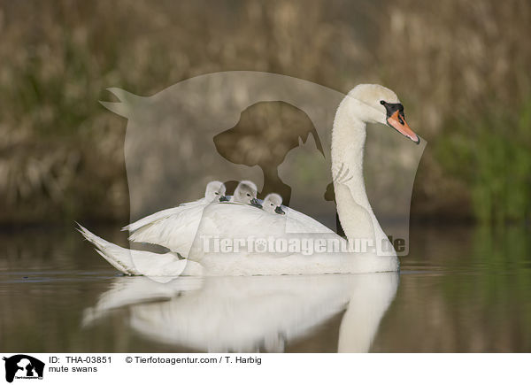 mute swans / THA-03851