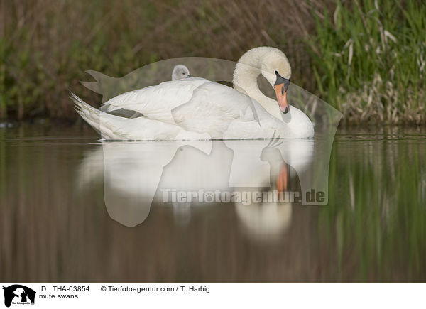 mute swans / THA-03854