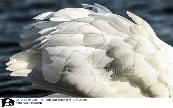 mute swan plumage / AVD-04228