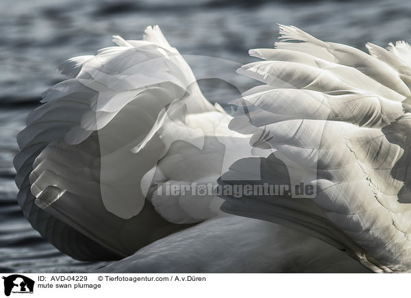 mute swan plumage / AVD-04229