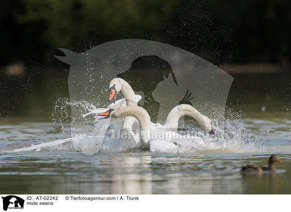 Hckerschwne / mute swans / AT-02242