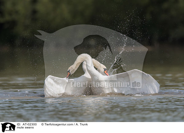 Hckerschwne / mute swans / AT-02300