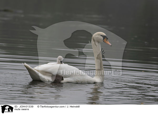 Hckerschwne / mute swans / JOH-01339