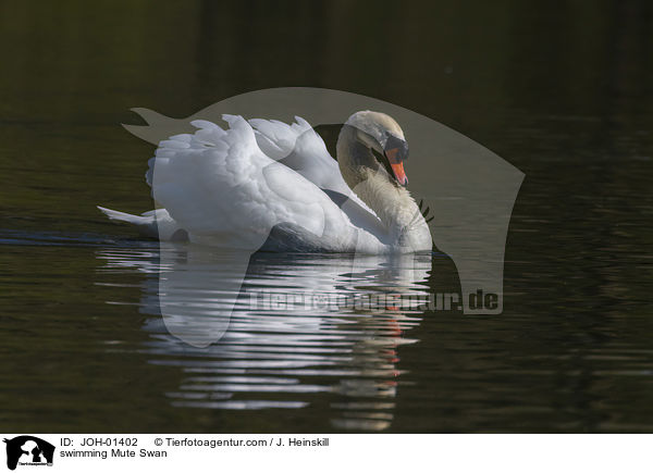 schwimmender Hckerschwan / swimming Mute Swan / JOH-01402