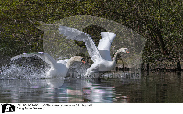 fliegende Hckerschwne / flying Mute Swans / JOH-01403
