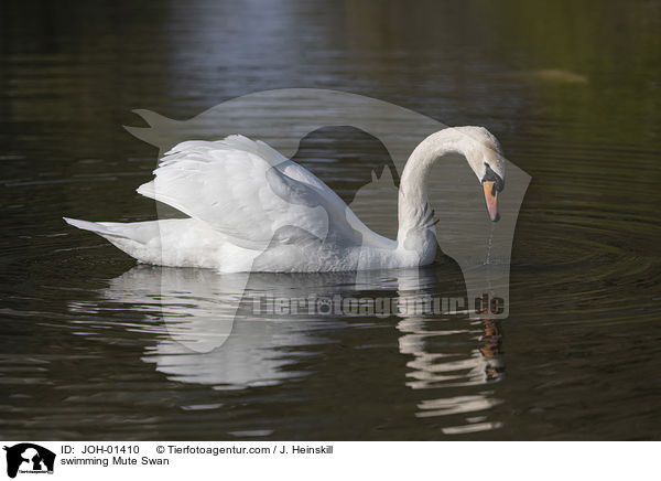 schwimmender Hckerschwan / swimming Mute Swan / JOH-01410