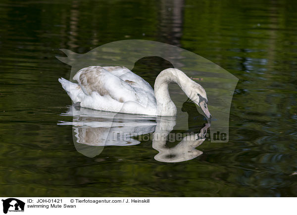 schwimmender Hckerschwan / swimming Mute Swan / JOH-01421