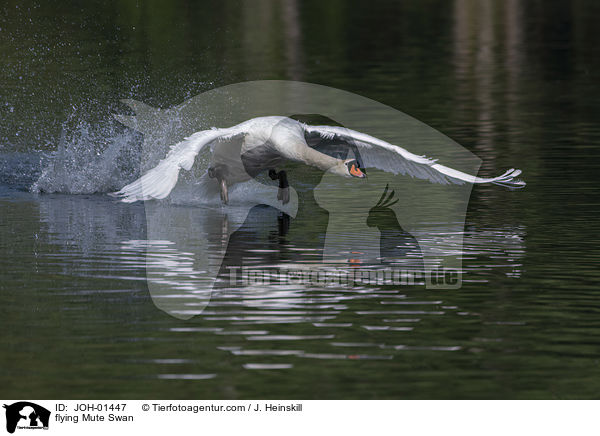 fliegender Hckerschwan / flying Mute Swan / JOH-01447
