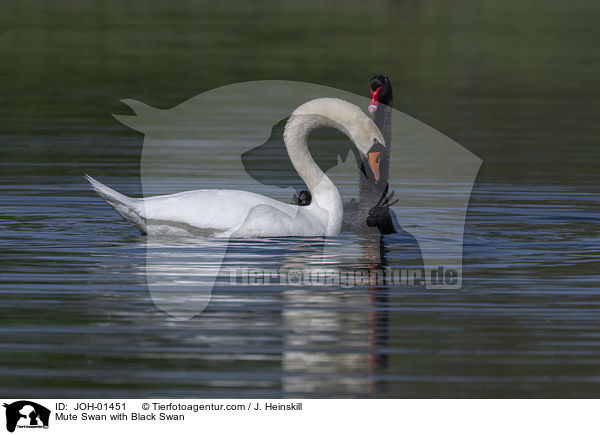 Mute Swan with Black Swan / JOH-01451
