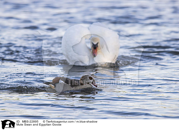 Mute Swan and Egyptian Goose / MBS-22895
