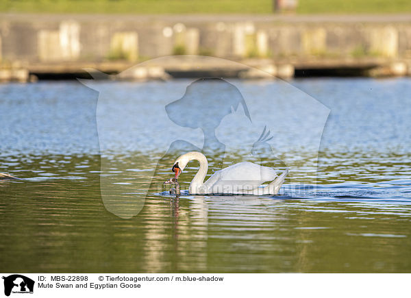 Mute Swan and Egyptian Goose / MBS-22898