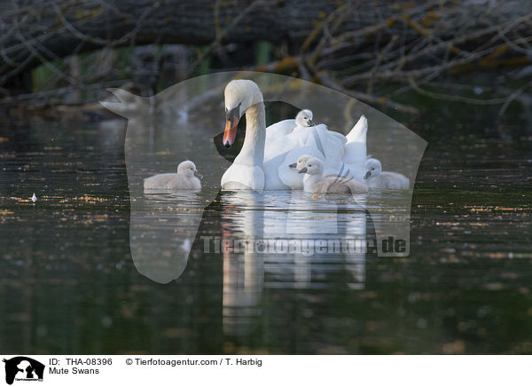 Mute Swans / THA-08396