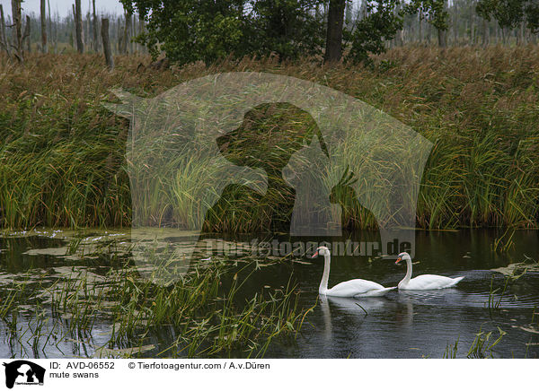 mute swans / AVD-06552
