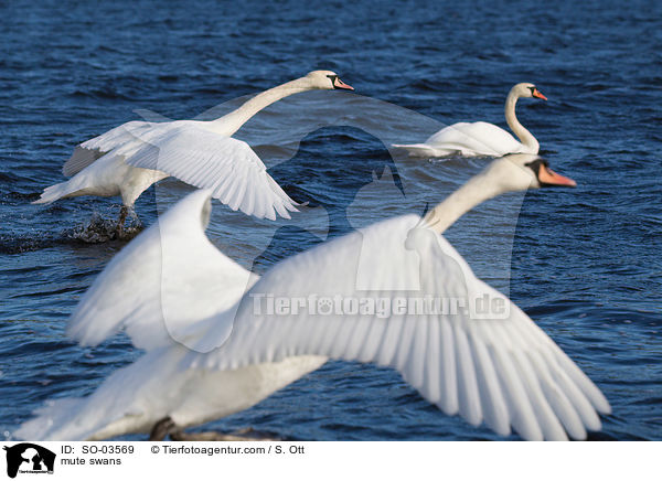 mute swans / SO-03569