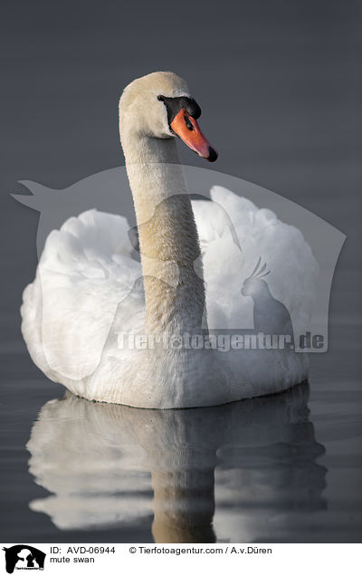 mute swan / AVD-06944