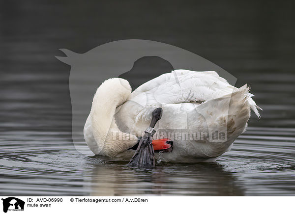 mute swan / AVD-06998