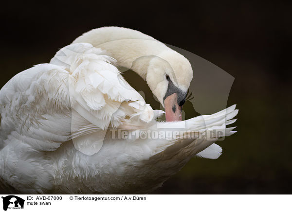 mute swan / AVD-07000