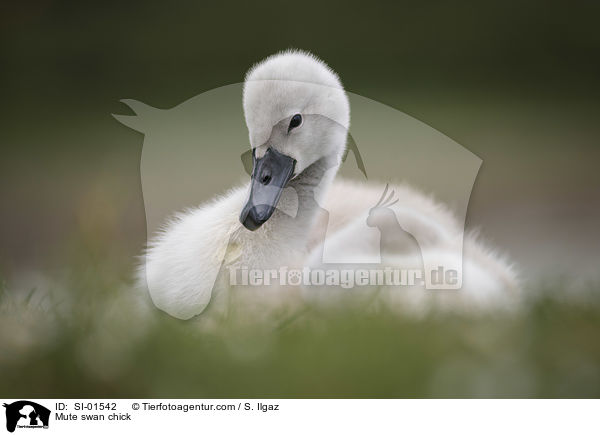 Mute swan chick / SI-01542