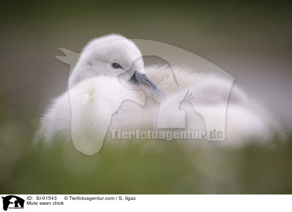 Mute swan chick / SI-01543