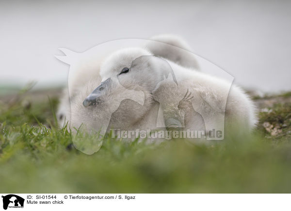 Mute swan chick / SI-01544