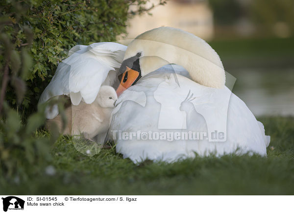 Mute swan chick / SI-01545