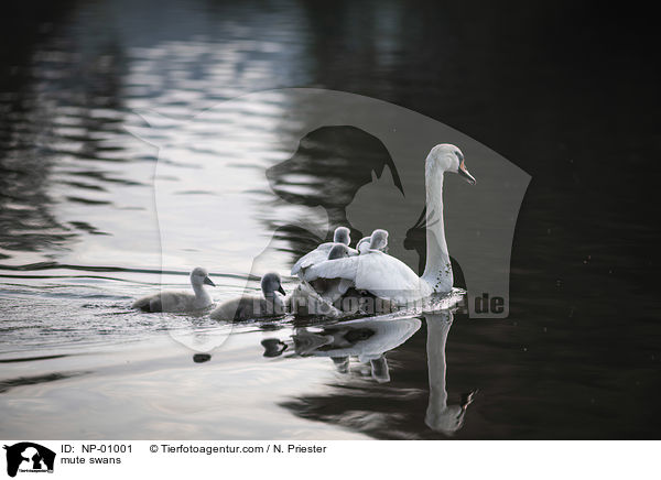 Hckerschwne / mute swans / NP-01001