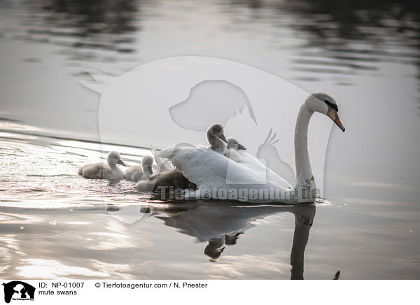 Hckerschwne / mute swans / NP-01007