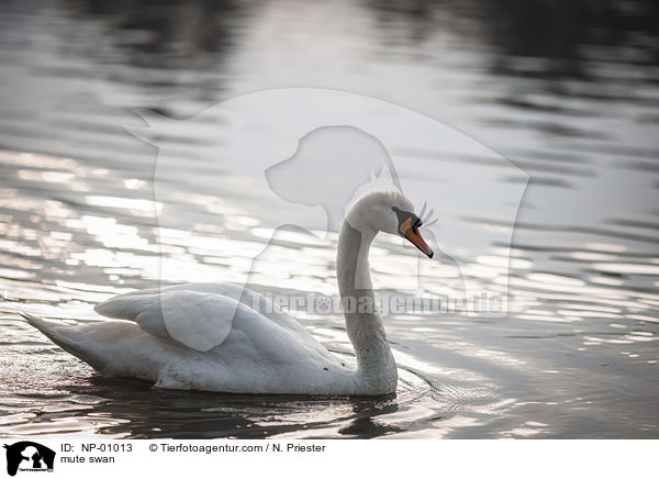 mute swan / NP-01013