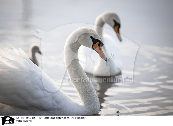 mute swans / NP-01019