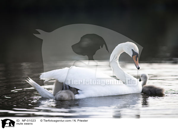 mute swans / NP-01023