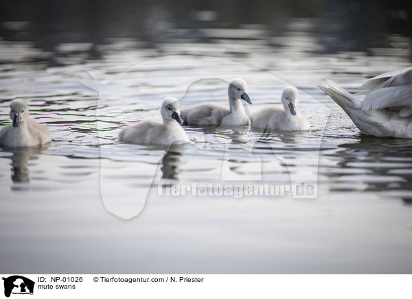 mute swans / NP-01026