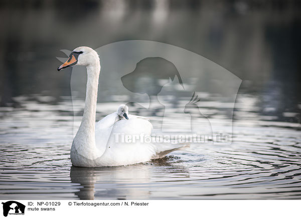 mute swans / NP-01029