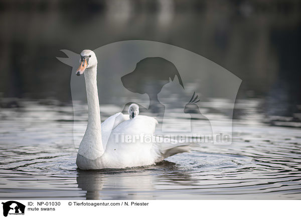 mute swans / NP-01030