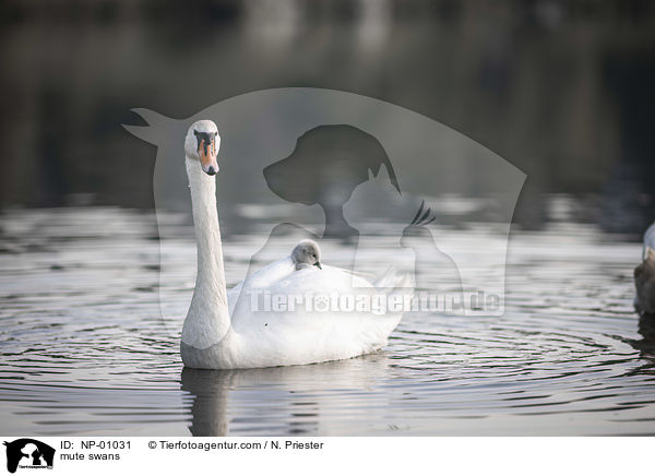 mute swans / NP-01031