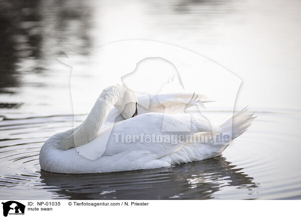mute swan / NP-01035