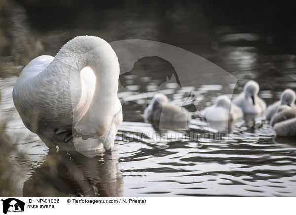 Hckerschwne / mute swans / NP-01036
