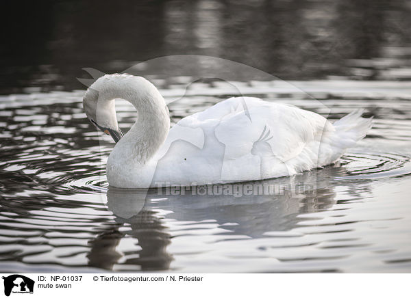 mute swan / NP-01037