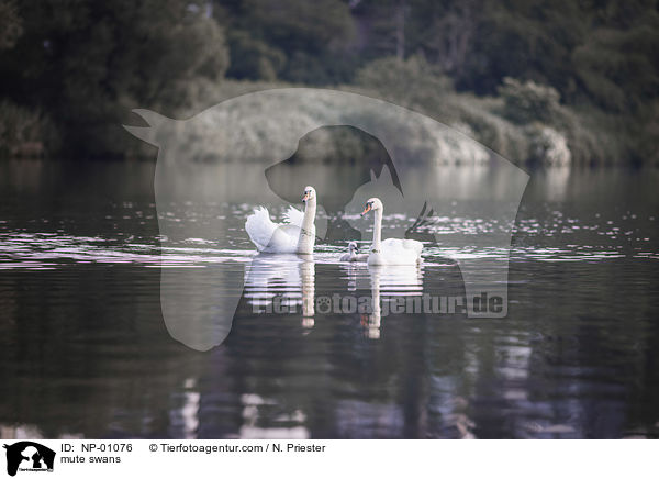 mute swans / NP-01076