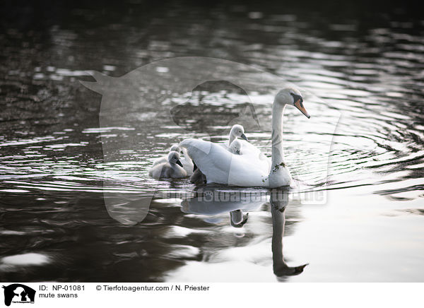 mute swans / NP-01081
