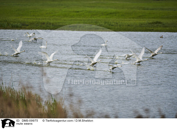 mute swans / DMS-09975